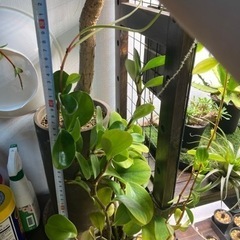 ペペロミア・オブツシフォリアの画像