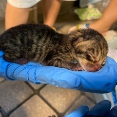 ありがとうございました。　子猫　産まれたて　6月1日生まれ　