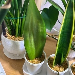 サンセベリア　ムーンシャイン（株分け）の画像
