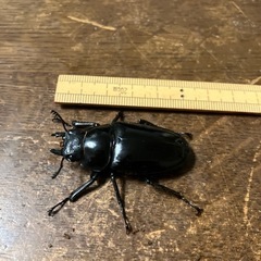 バイク カワサキの画像