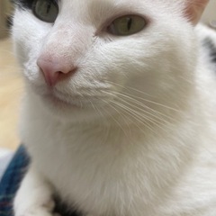 ねこ友　募集