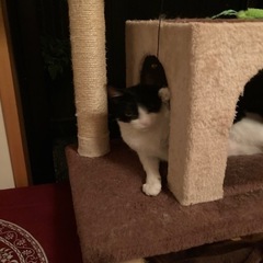 可愛い兄弟猫 - 熊本市