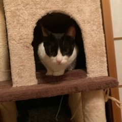 可愛い兄弟猫 - 猫