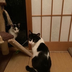 可愛い兄弟猫 - 里親募集