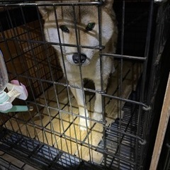 ブリーダー高齢化に伴い飼育困難となり募集します