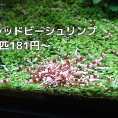レッドビーシュリンプ　32　1匹181円～