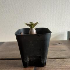 【3日間限定】アデニウム　カラマエの画像