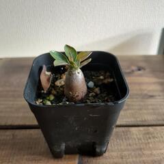【3日間限定】アデニウム　カラマエの画像