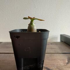 【3日間限定】アデニウム　タイソンの画像