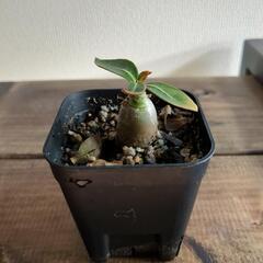 【3日間限定】アデニウム　タイソンの画像