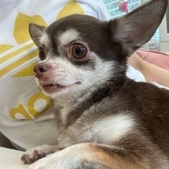 チワワの女の子　2.8kg