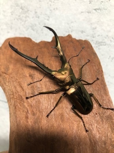 メタリフェルホソアカクワガタ♀