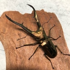 メタリフェルホソアカクワガタ♀