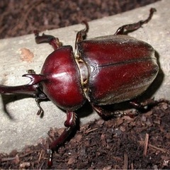 カブトムシ　1匹　オスメス7:11います