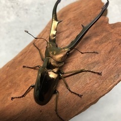 メタリフェルホソアカクワガタ♂