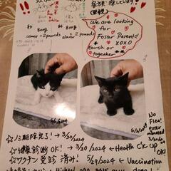 保護猫