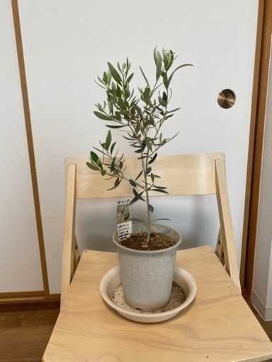 【レア品種】オリーブの木