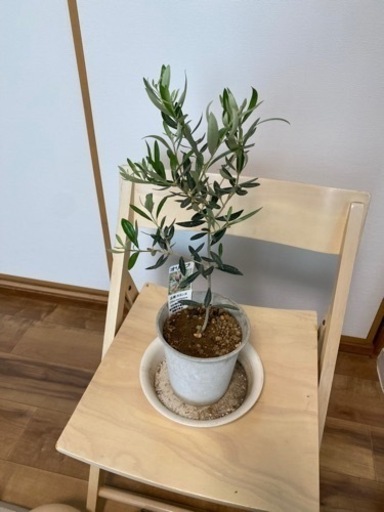 【レア品種】オリーブの木