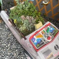多肉植物  寄せ植え承ります！！