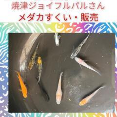 6月は9日・23日よっちゃんメダカ　焼津ジョイフルパルさんにてメ...
