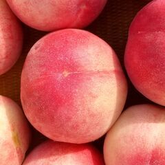 極早生「ちびまる」をご賞味ください！