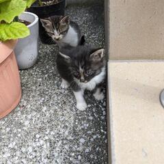 お取引中です　生後3週間 野良猫の子ども