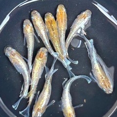 メダカ　ミックス　40匹の画像