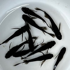 メダカ　ミックス　40匹の画像