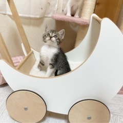 （受付一時停止）キジシロのオーロラちゃん