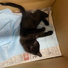《急募》黒子猫の里親募集！！ - 里親募集