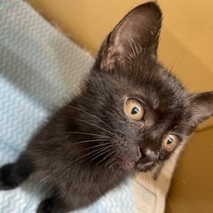 《急募》黒子猫の里親募集！！ - 豊見城市