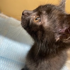 《急募》黒子猫の里親募集！！ - 猫