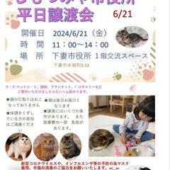 しもつみゃ平日譲渡会