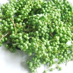 【ご成約済】庭で採れた無農薬 山椒の実（約180g・生）