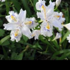 花苗  シャガ 銅葉アジュガ 