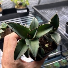 【決まりました】アガベ オテロイ 実生1年 2の画像