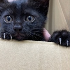 《急募》黒子猫の里親募集！！の画像
