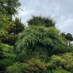 庭木