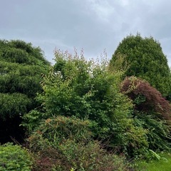 庭木の画像