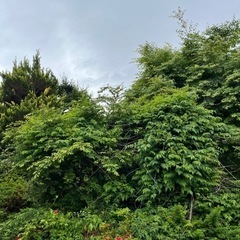 庭木の画像