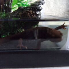 アカハライモリ❣　あげます、元気です。の画像