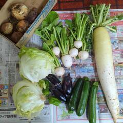 【お取引決定済】訳ありの採りたて野菜