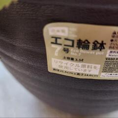 クリスマスローズ 花終わり特価‼️の画像