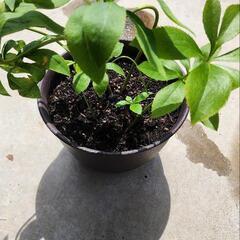 クリスマスローズ 花終わり特価‼️の画像