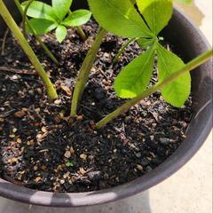 クリスマスローズ 花終わり特価‼️の画像