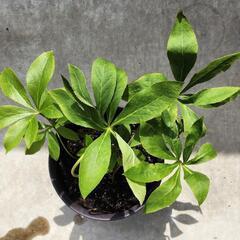 クリスマスローズ 花終わり特価‼️の画像