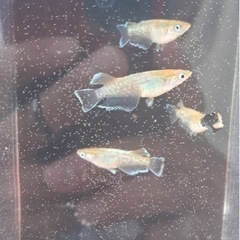 メダカ　レッドクリフ　ダークタイプ　2ペア