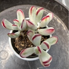 ガーデニング　多肉植物！札付き