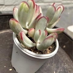 ガーデニング　多肉植物！札付きの画像