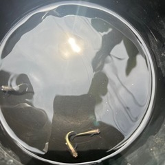 めだか　メダカの画像